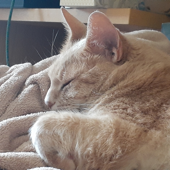 HUGE PLUS SIZE ESTATE! - Picture 1 of 1